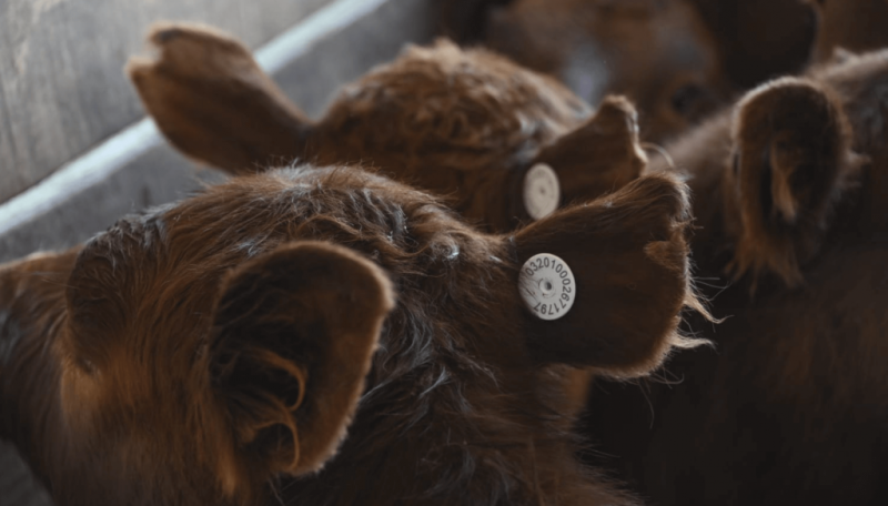 A partir de 2026, cada ternero que nazca deber tener su DNI digital